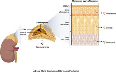 Harnessing the power of nutritional antioxidants against adrenal hormone imbalance-associated oxidative stress